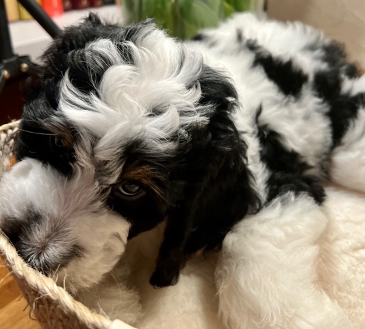 Wavy mit Piebald-Scheckung